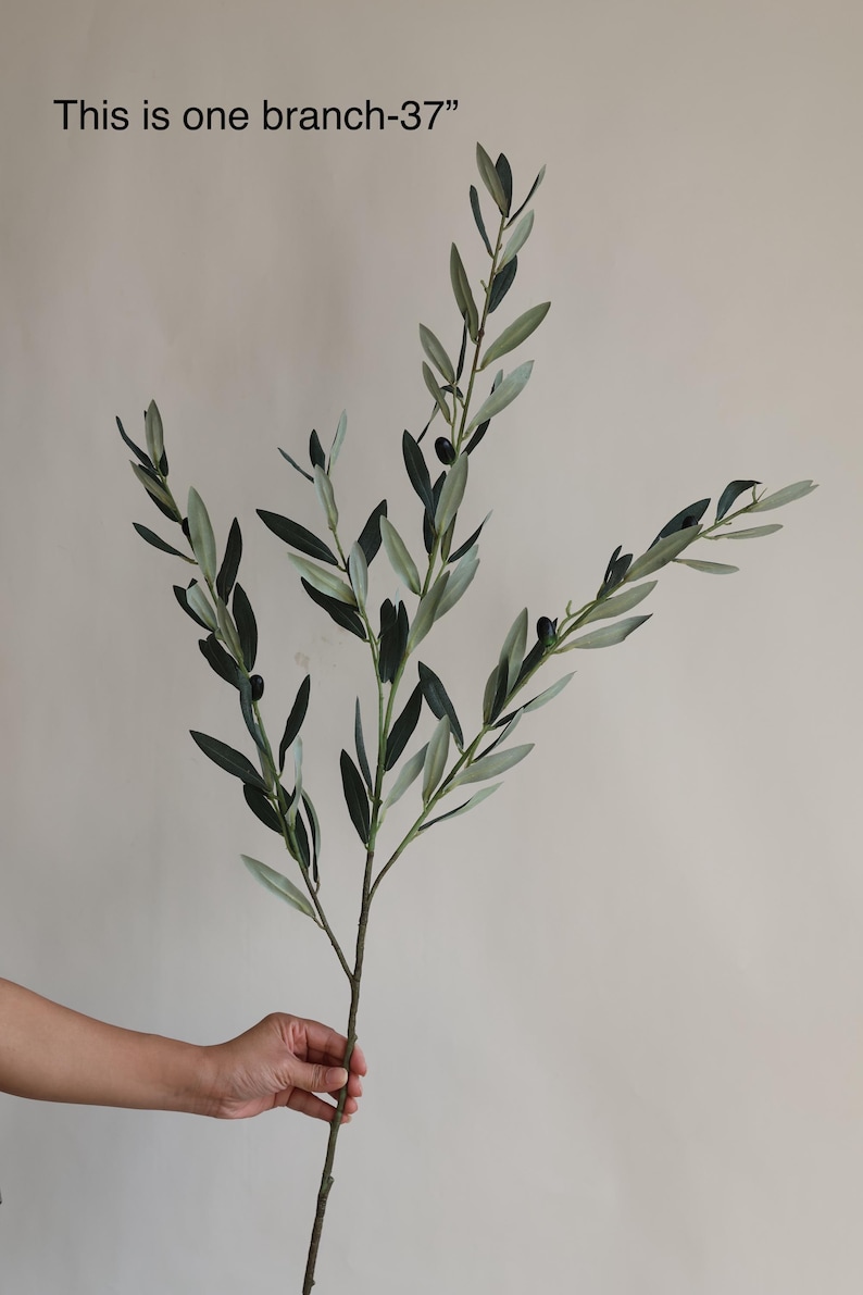 May include: A single olive branch with green leaves and black olives. The branch is 37 inches long. "This is one branch-37" is written in black text at the top of the image.