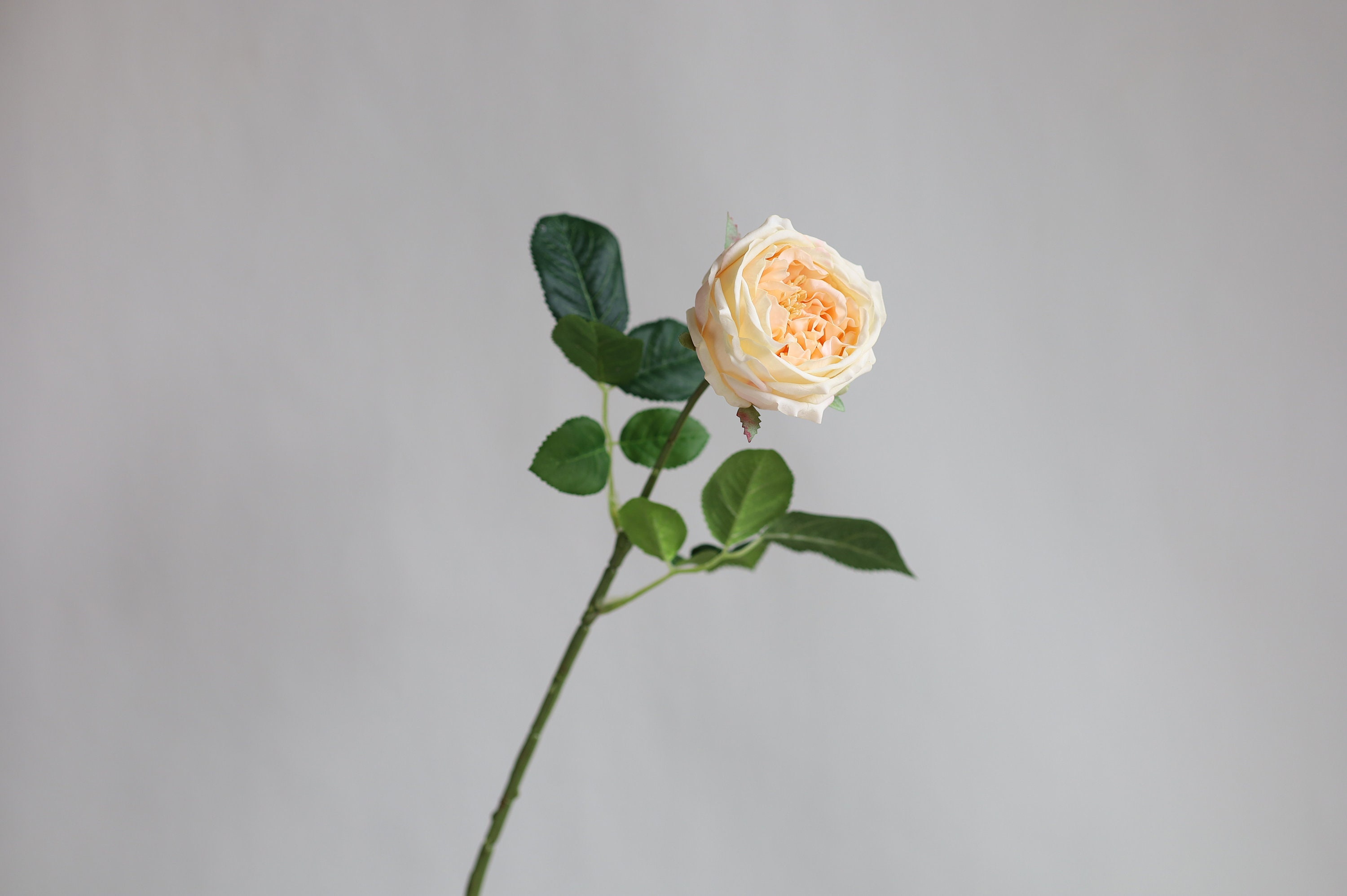 Englsih Roses Fake 24” Faux Real Touch English Cabbage Roses-ivory, Extremly Realistic ...