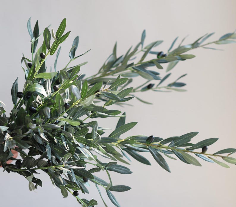 May include: A bunch of olive branches with green leaves and small black olives.