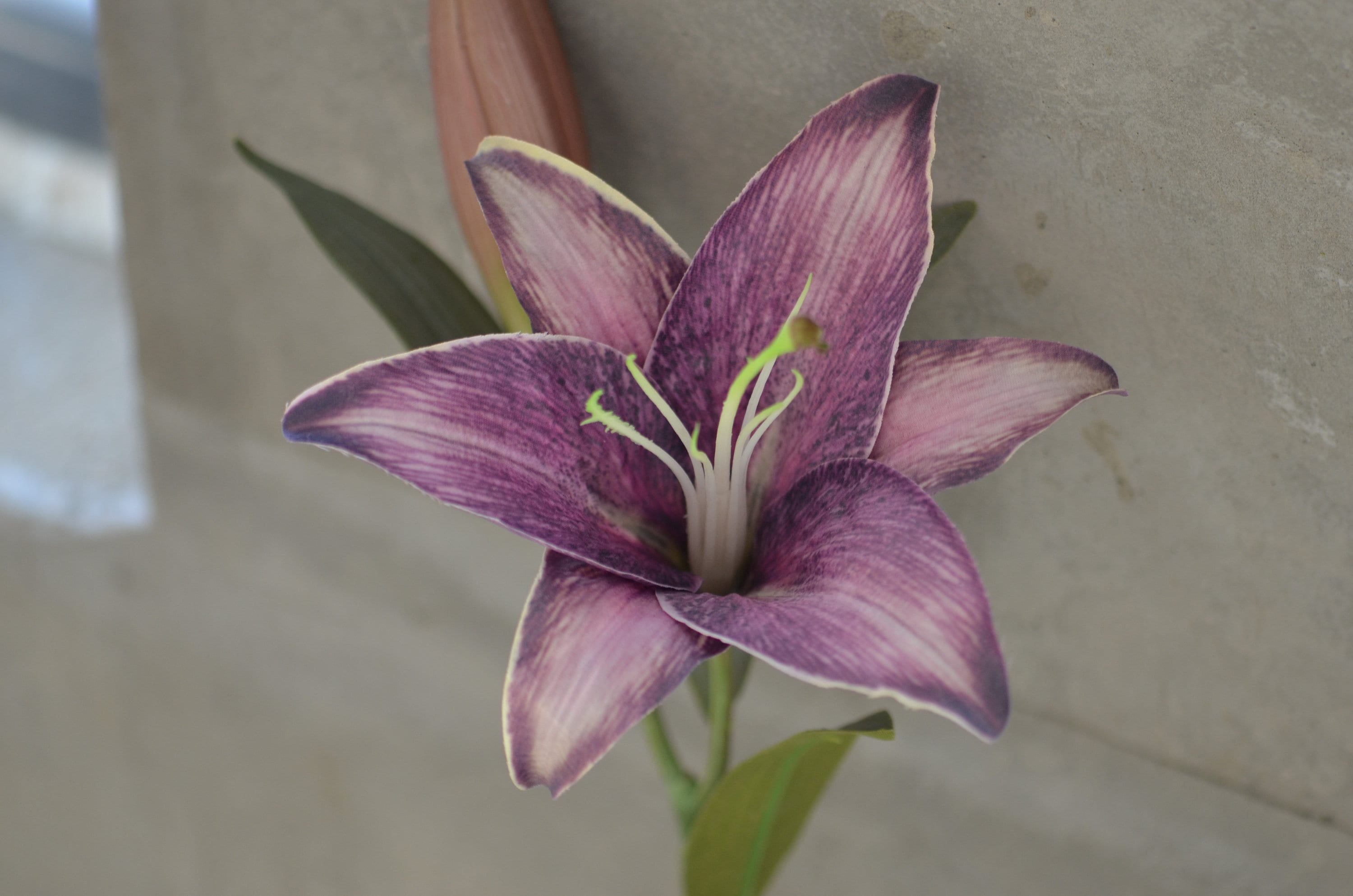 19.5\, image size:3000x1987