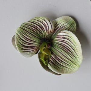 May include: A single white orchid flower with green and purple stripes on the petals. The flower is in focus and the background is blurred.