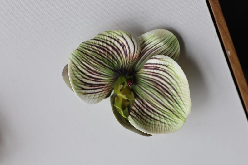 May include: A single white orchid flower with green and purple stripes on the petals. The flower is in focus and the background is blurred.