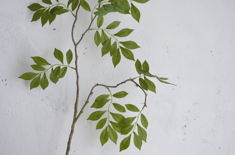 May include: A single branch with green leaves against a white wall. The branch has several small, thin branches with leaves that are a deep green color.