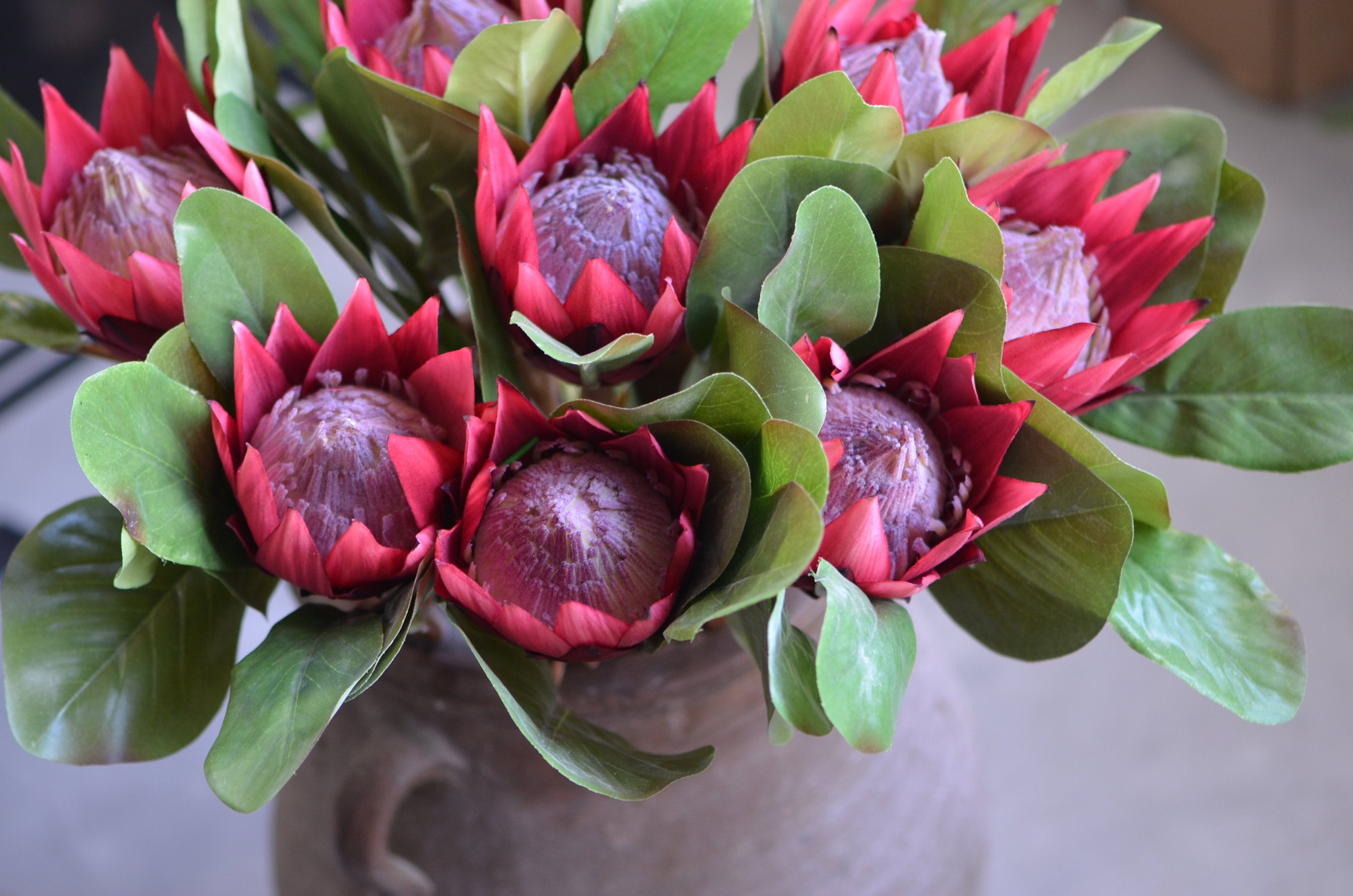King Protea Flowers Silk Artificial Burgundy Protea Flowers Etsy
