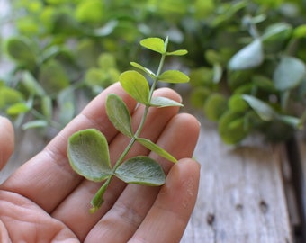 May include: A close-up of a single sprig of eucalyptus with green leaves. The leaves are oval-shaped and have a slightly textured surface.