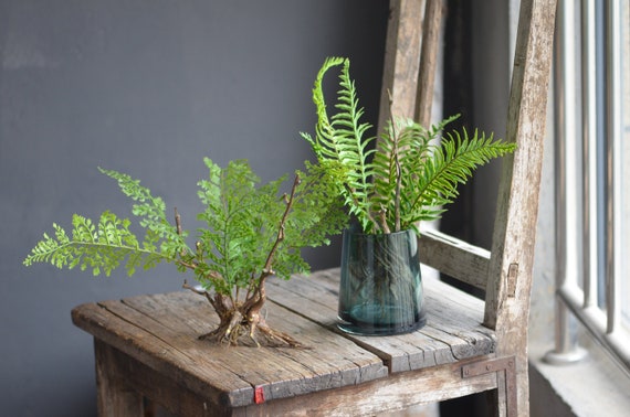 Artificial Ferns, Small Plant With Root, Green Ferns, Fuax Ferns, Summer  Greenery -  Israel