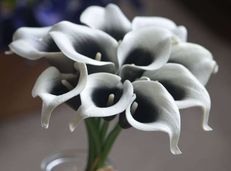 May include: A bouquet of white calla lilies with black centers. The lilies are arranged in a vase and are ready to be displayed.