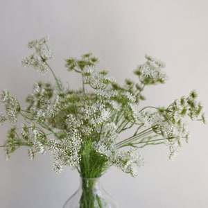 Tallo de planta de encaje falso de la reina Ana de 19,7 , 3 cabezas en blanco, rama de flores artificiales de primavera, flores de bricolaje / boda / hogar / decoración de cocina, regalos imagen 7