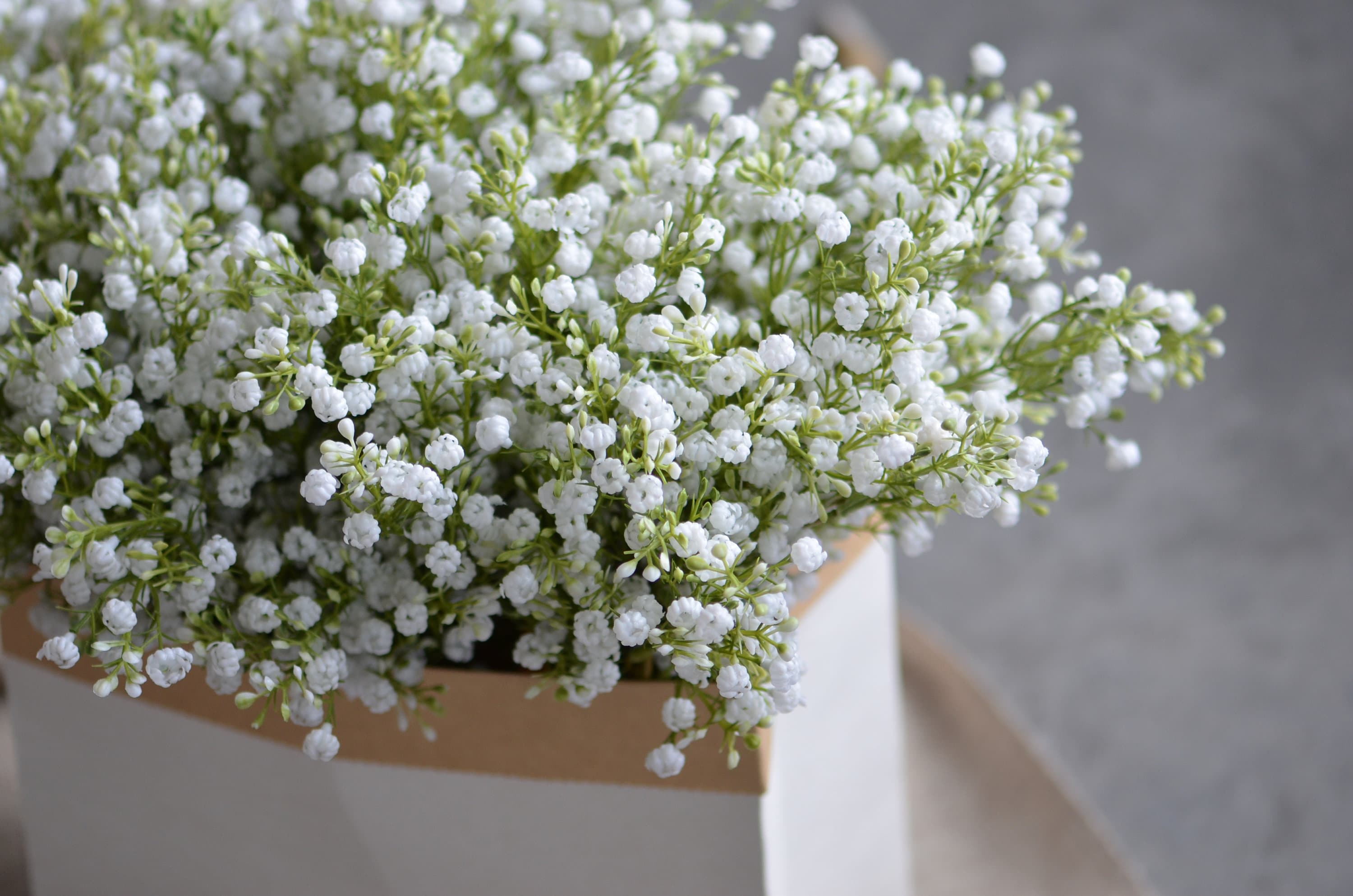 Гипсофила метельчатая паникулата. Гипсофила метельчатая (gypsophila paniculata). Гипсофила соцветие. Гипсофила метельчатая фламинго. Гипсофила белая полевая.