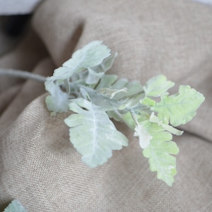 May include: A sprig of dusty miller with light green leaves and a white, fuzzy texture.