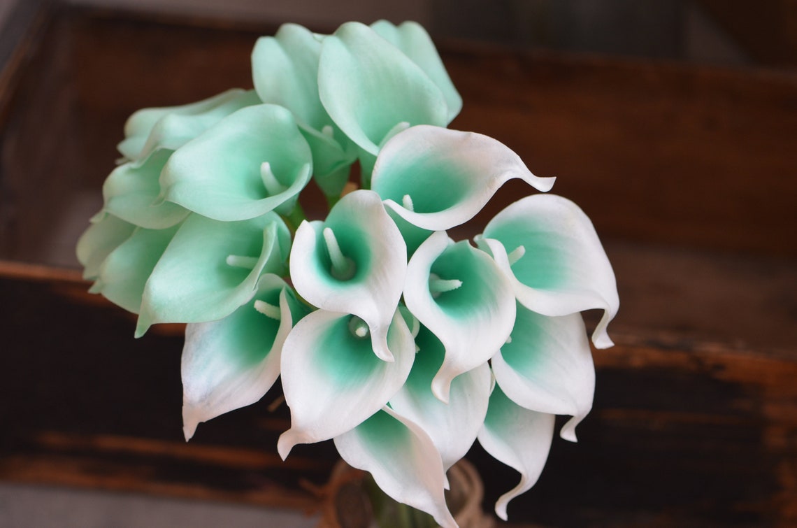 10 Mint Green Calla Lilies Mint Picasso Calla Lilies Real Etsy