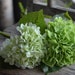 see more listings in the hydrangeas/lilac section