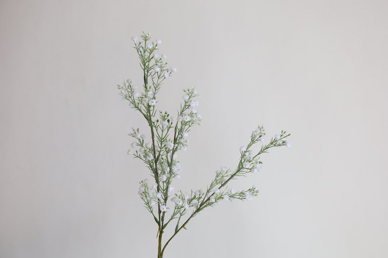 Op de afbeelding: Een enkele stengel witte baby's breath bloemen met groene bladeren.