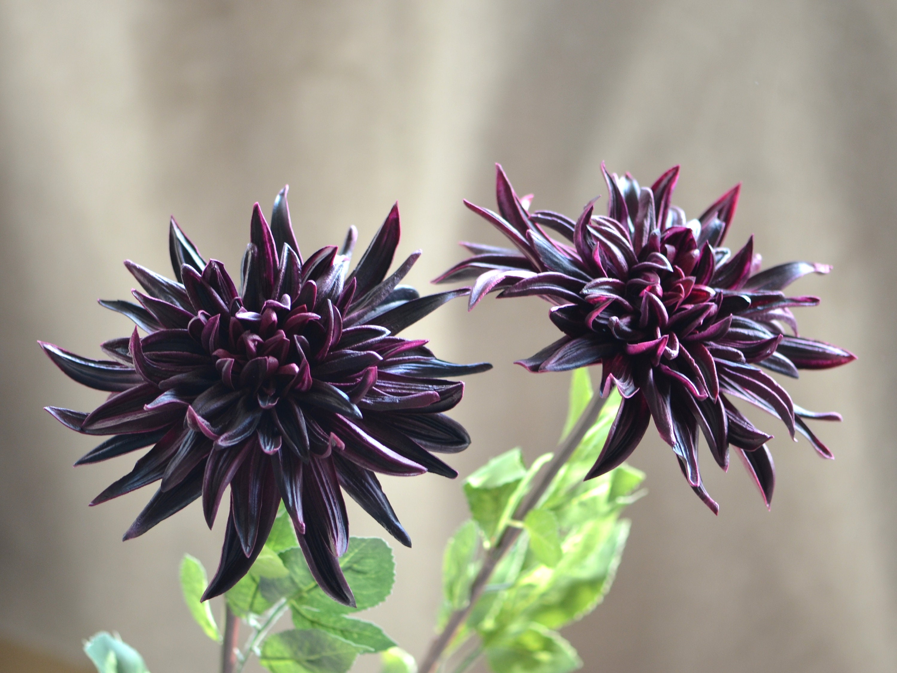 Dark Burgundy Dahlia Real Touch PU Flowers DIY Silk Wedding Etsy