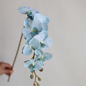 Può includere: Un singolo stelo di orchidee artificiali di colore azzurro chiaro con più fiori. Lo stelo è marrone e ha piccoli boccioli verdi.