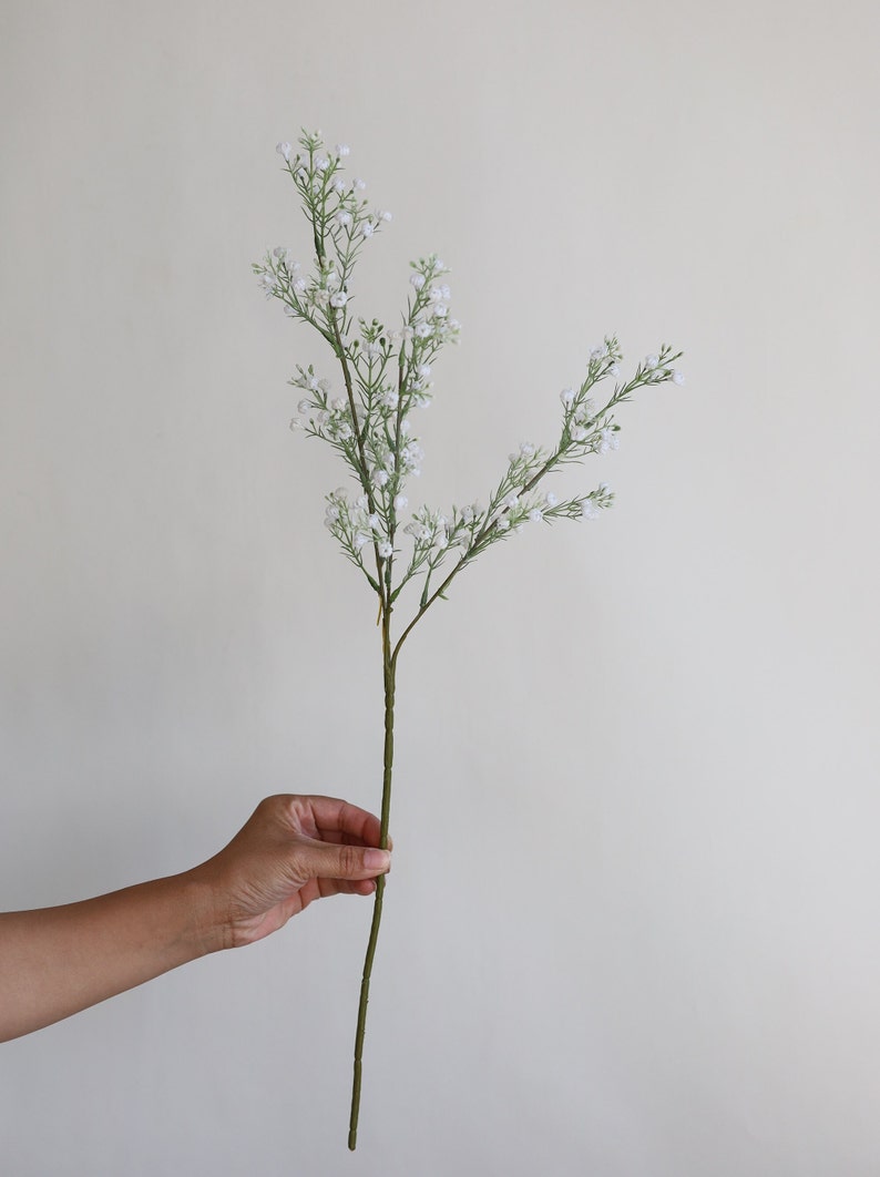 Op de afbeelding: Een enkele stengel witte baby's breath bloemen met groene stelen.