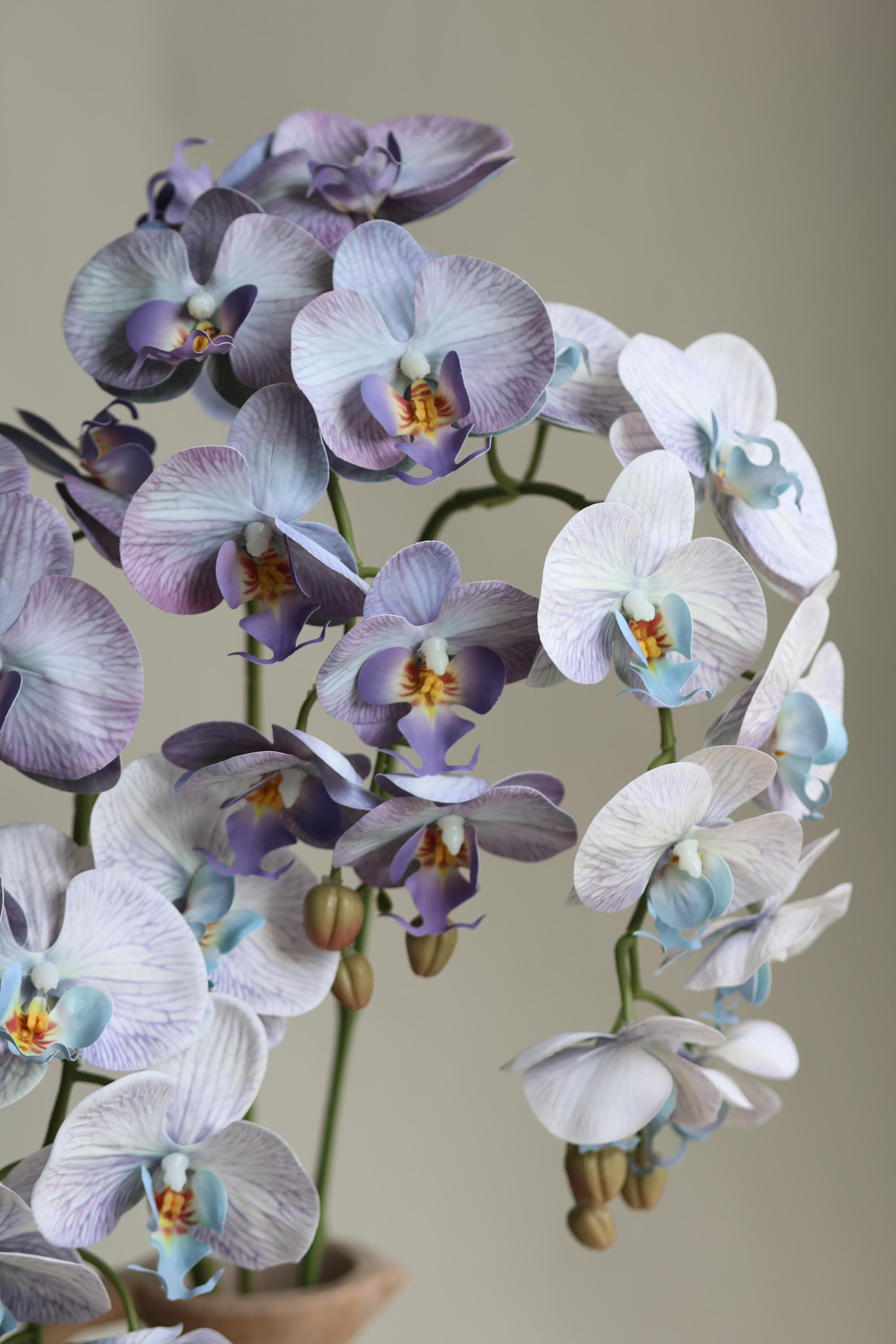 Kunstorchidee Täuschend Echte Künstliche Phalaenopsis Orchidee Im Keramiktopf 33cm Viana Hoehe 33 Cm S0qds08r