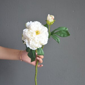 May include: A single white peony flower with a green stem and leaves. The flower is in bloom and has a bud on the stem.