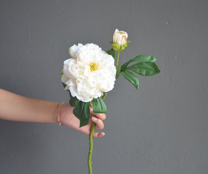 May include: A single white peony flower with a green stem and leaves. The flower is in bloom and has a bud on the stem.