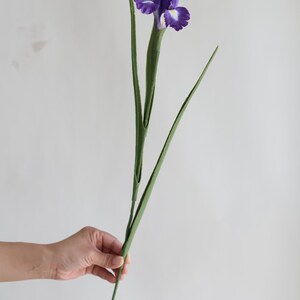 May include: A single purple iris flower with green leaves. The flower is in bloom and has a yellow centre. The leaves are long and slender.