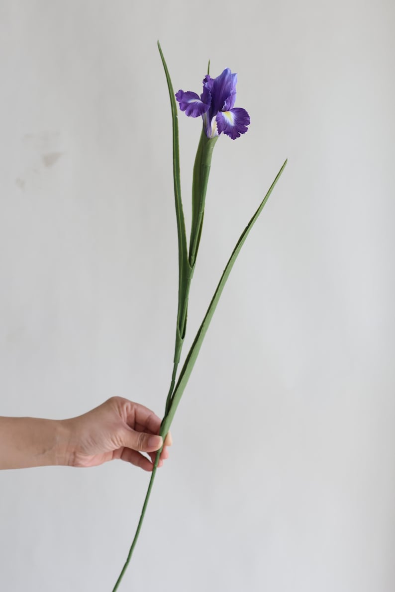 May include: A single purple iris flower with green leaves. The flower is in bloom and has a yellow centre. The leaves are long and slender.