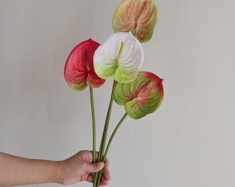 Anthurium dorayaki silver x Magnificum Starter Plant (ALL STARTER