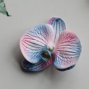 May include: A white orchid flower with blue and pink stripes on the petals. The flower is in focus and the background is blurred.