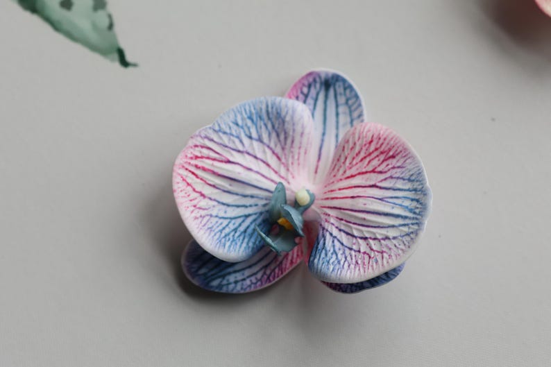 May include: A white orchid flower with blue and pink stripes on the petals. The flower is in focus and the background is blurred.