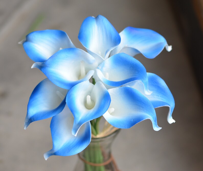 10 Royal Blue Edge Calla Lilies Real Touch Flowers DIY Silk Etsy