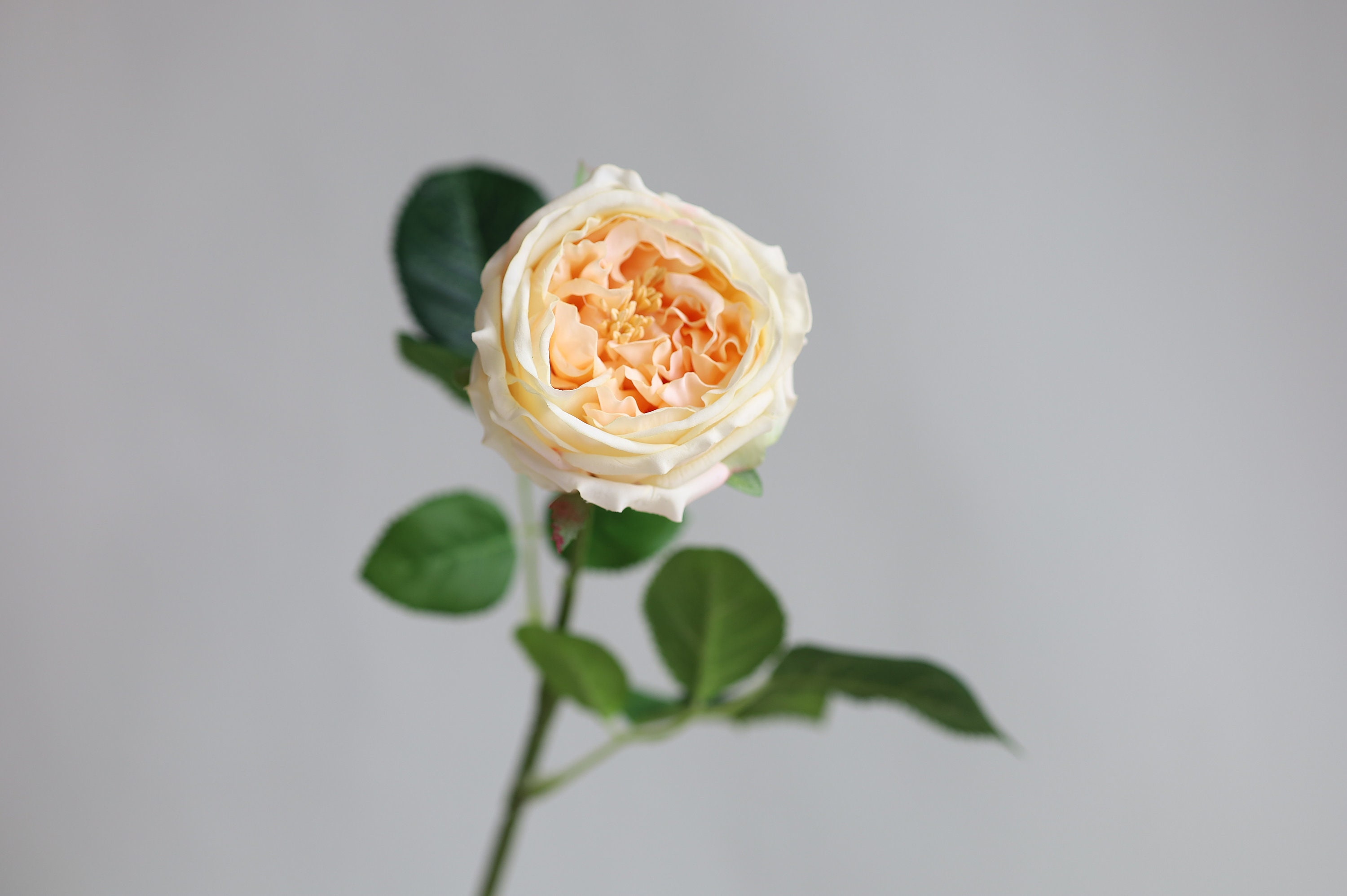 Englsih Roses Fake 24” Faux Real Touch English Cabbage Roses-ivory, Extremly Realistic ...