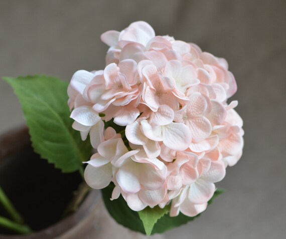 My Nice Garden Putrajaya Floria 2011 Part 7 Hydrangea Highlights