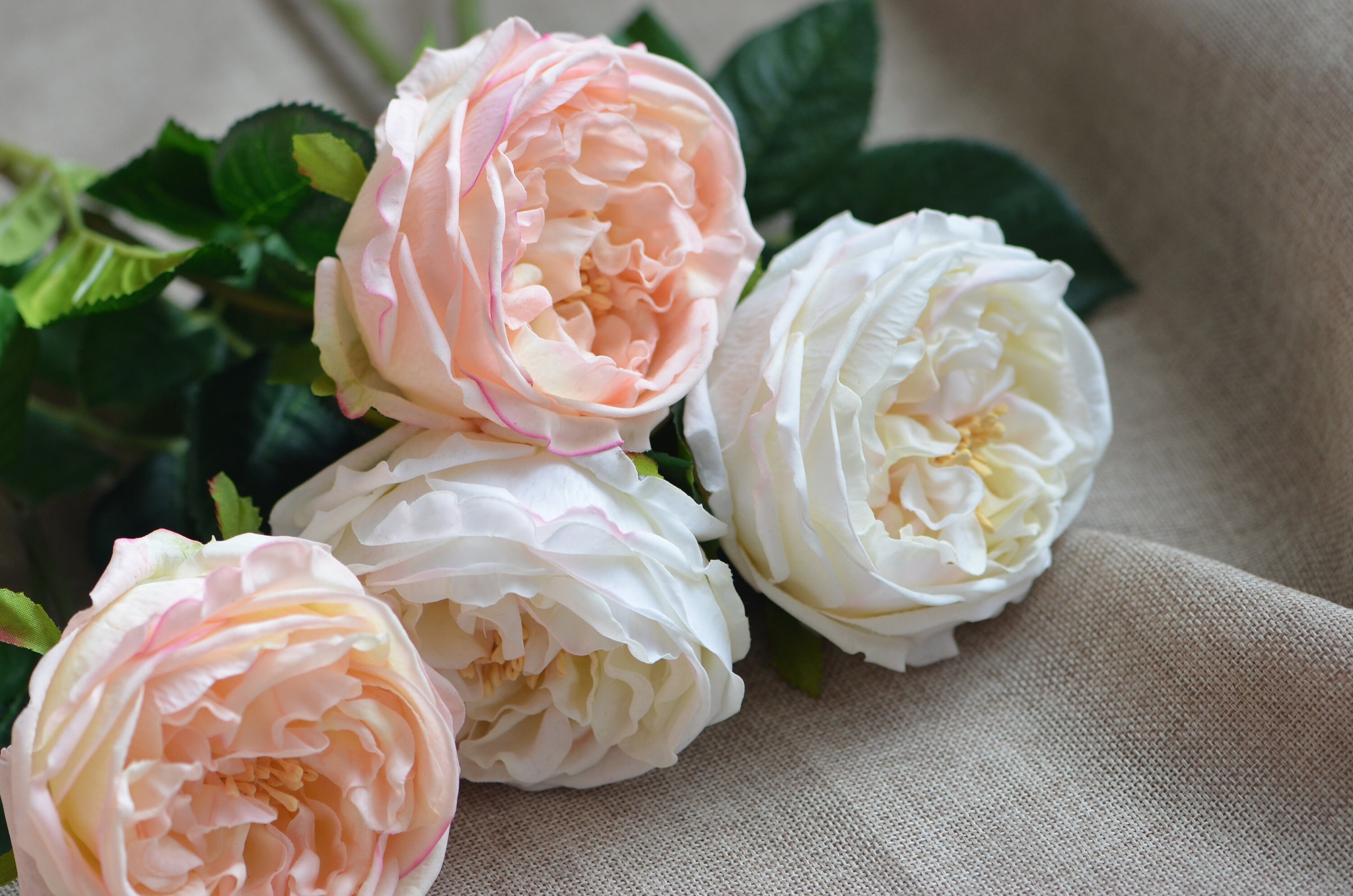 Austin Cabbage Roses Garden Roses Real Touch Roses Blush Etsy Canada