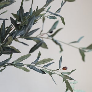 May include: A close-up of a branch of an olive tree with green leaves and small brown olives.