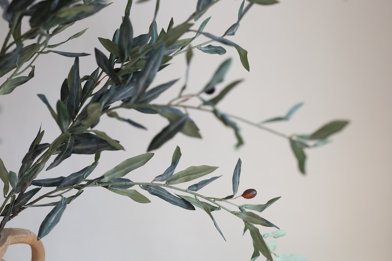 May include: A close-up of a branch of an olive tree with green leaves and small brown olives.