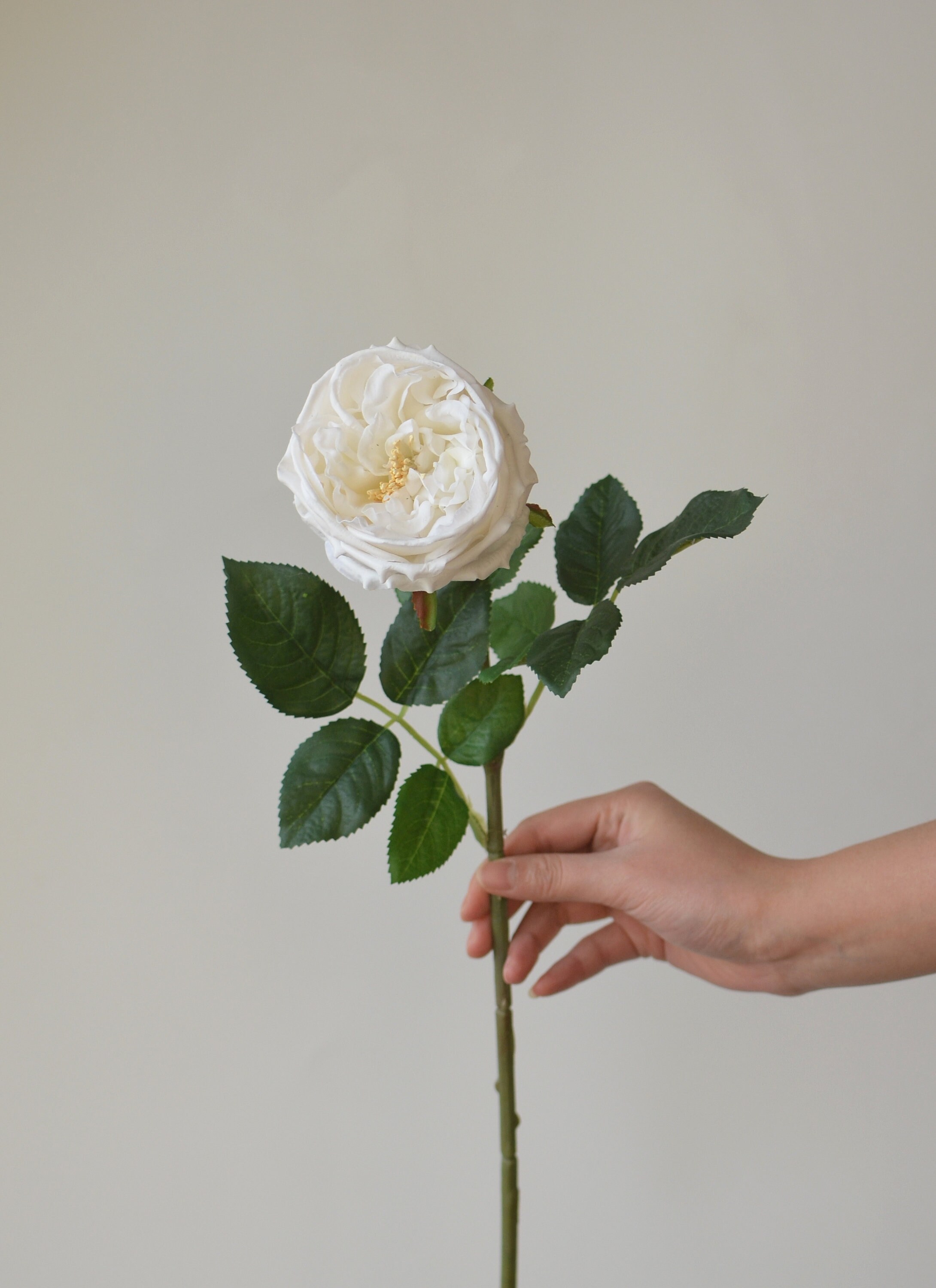 White Austin Cabbage Roses Garden Roses Real Touch Roses Etsy