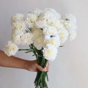 May include: A bouquet of white carnations, held in a hand, against a white background.