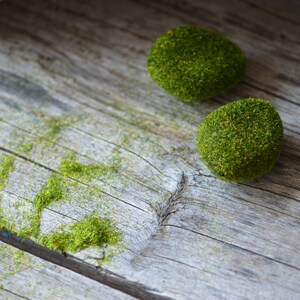 May include: Two small round balls of green moss on a weathered wooden surface.