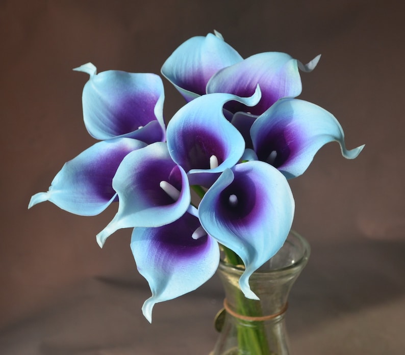 blue and purple flowers blue and purple flowers