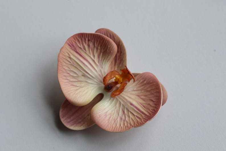 May include: A single pink orchid flower with a light brown center. The flower has a delicate, textured appearance.