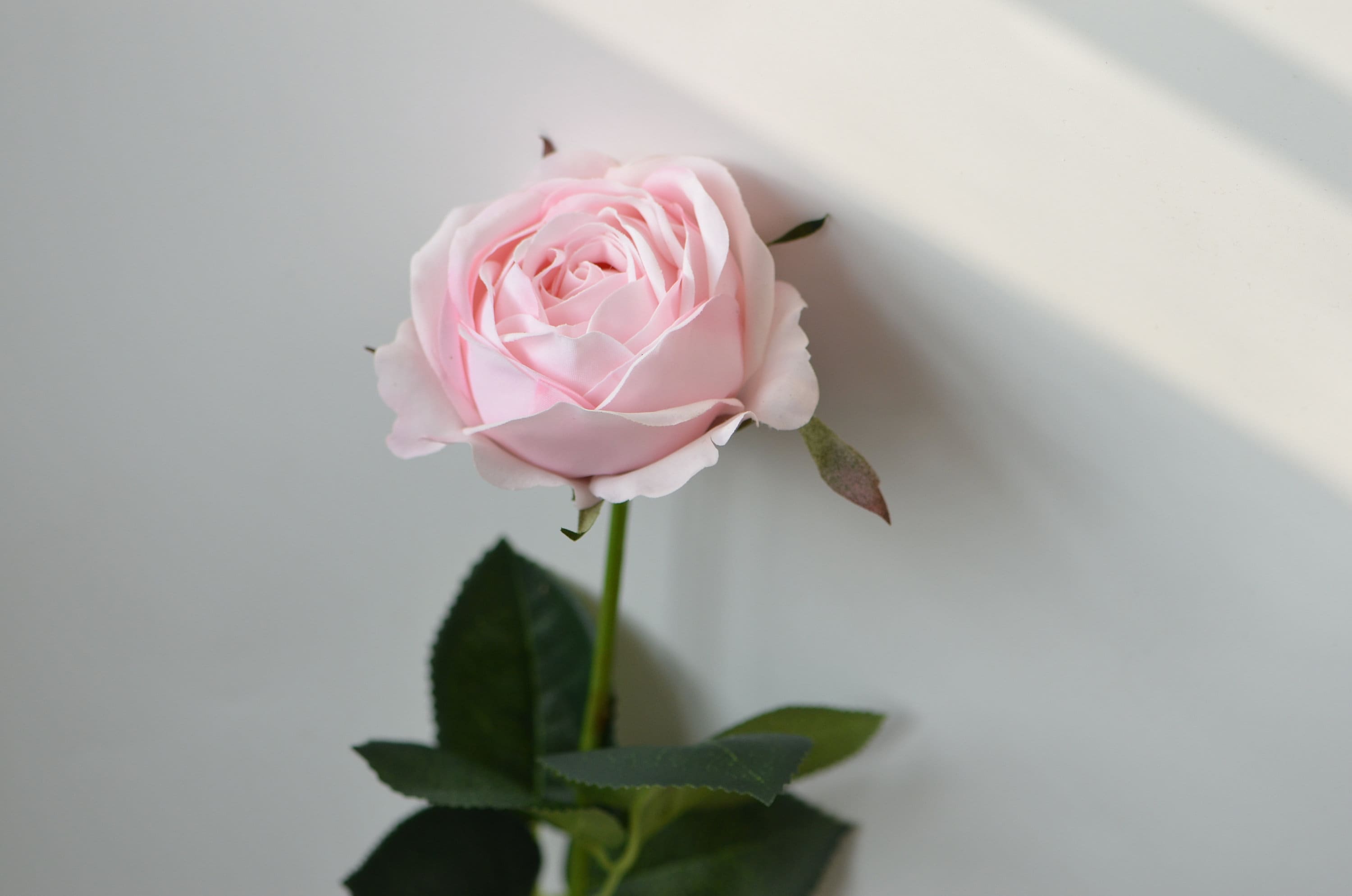 Ivory Pink Cabbage Roses, Silk Real Touch Roses, DIY Silk Bridal ...