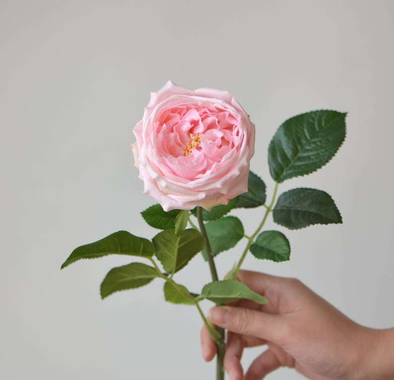 Pink Austin Cabbage Roses Garden Roses Real Touch Roses Etsy