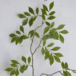 May include: A single branch with green leaves against a white background. The branch is brown and has a few small thorns. The leaves are arranged in a symmetrical pattern.