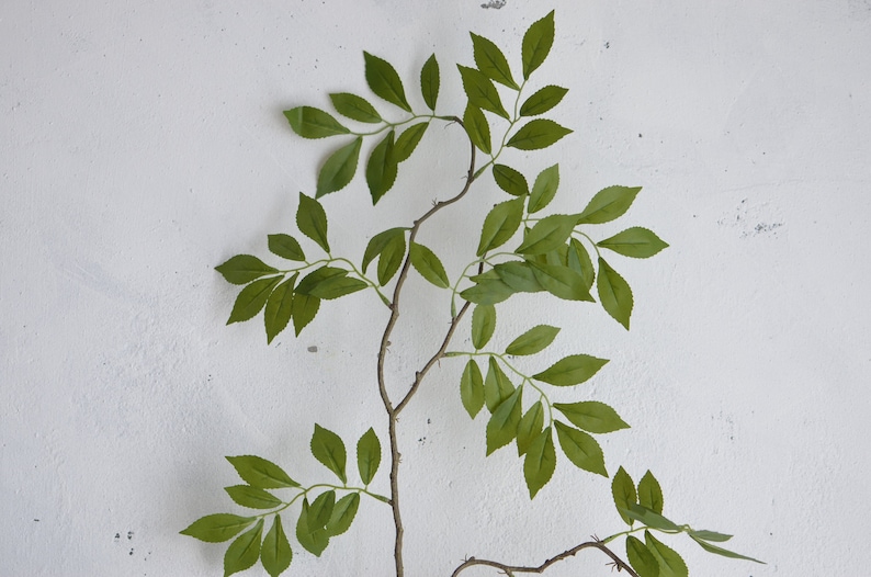 May include: A single branch with green leaves against a white background. The branch is brown and has a few small thorns. The leaves are arranged in a symmetrical pattern.