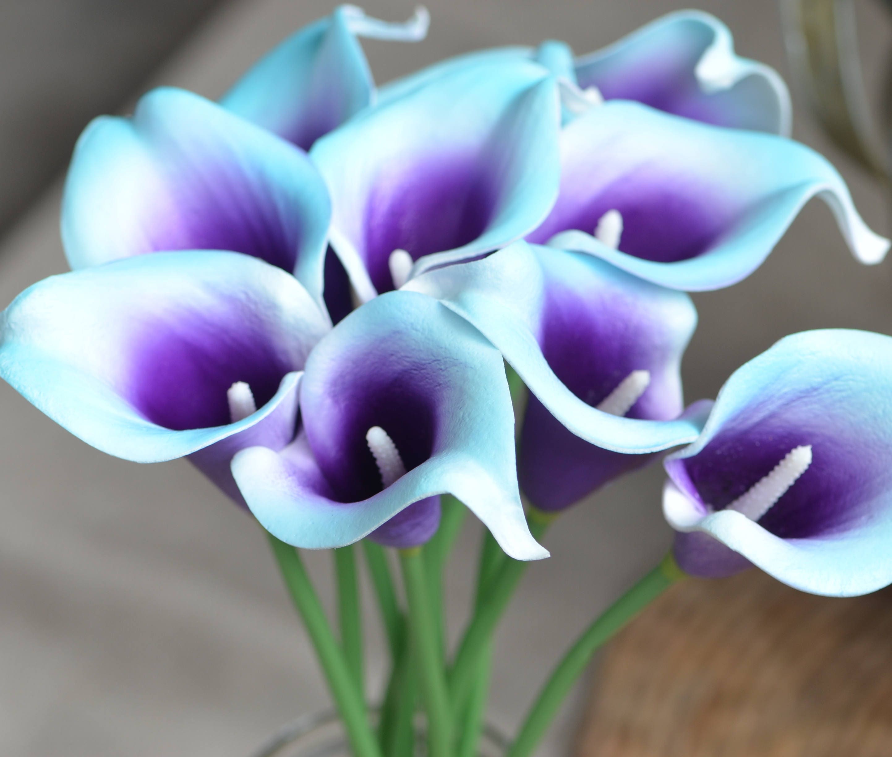 Black Blue And Purple Lily