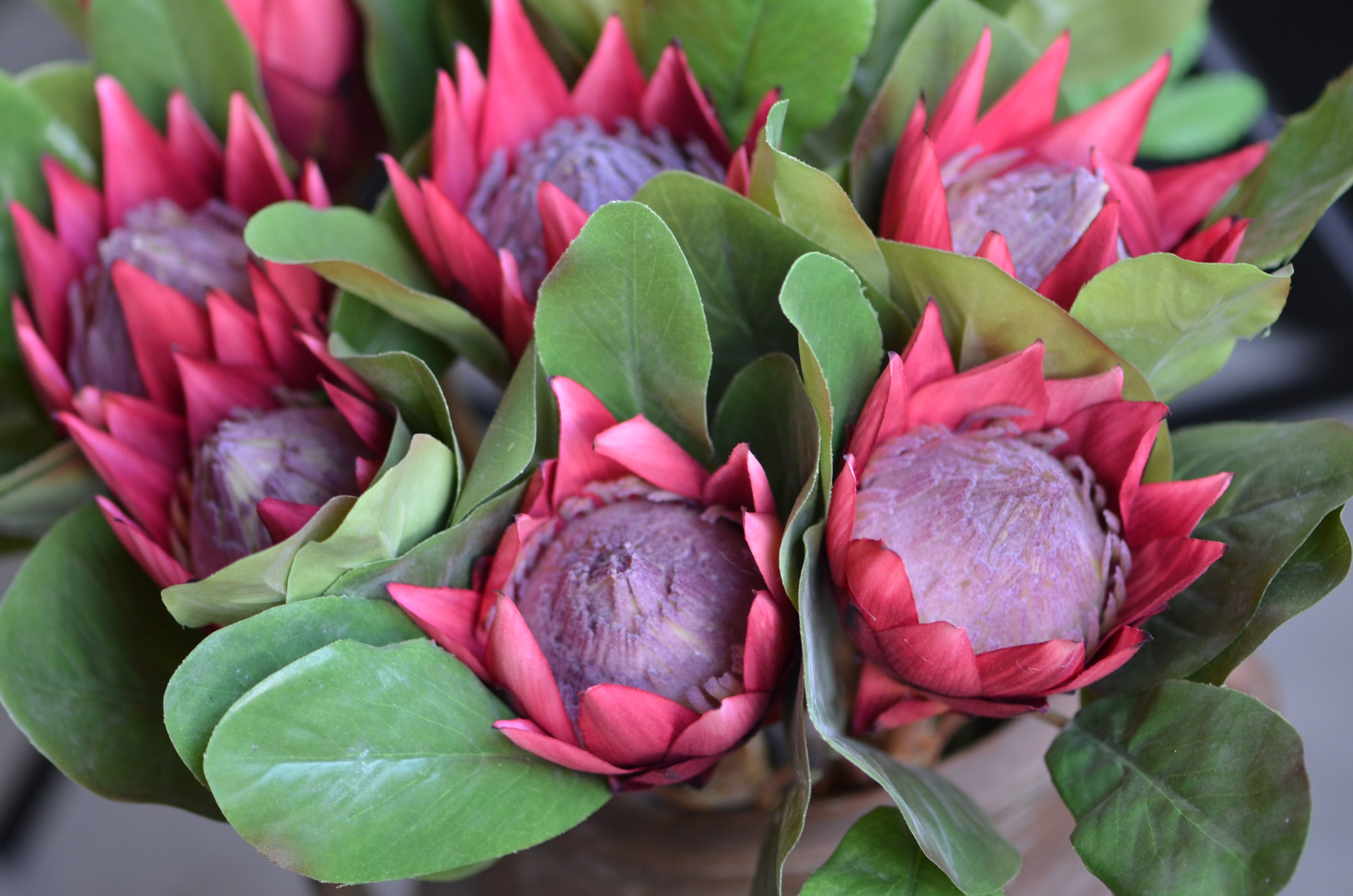 King Protea Flowers Silk Artificial Burgundy Protea