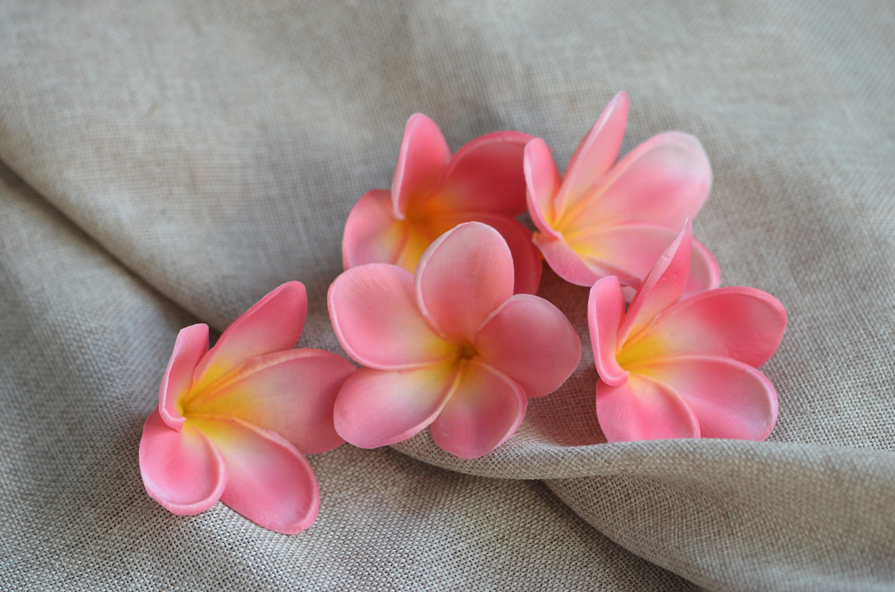 プルメリア　ジェニー８月７日写真更新 プルメリア ジェニー8月7日写真更新