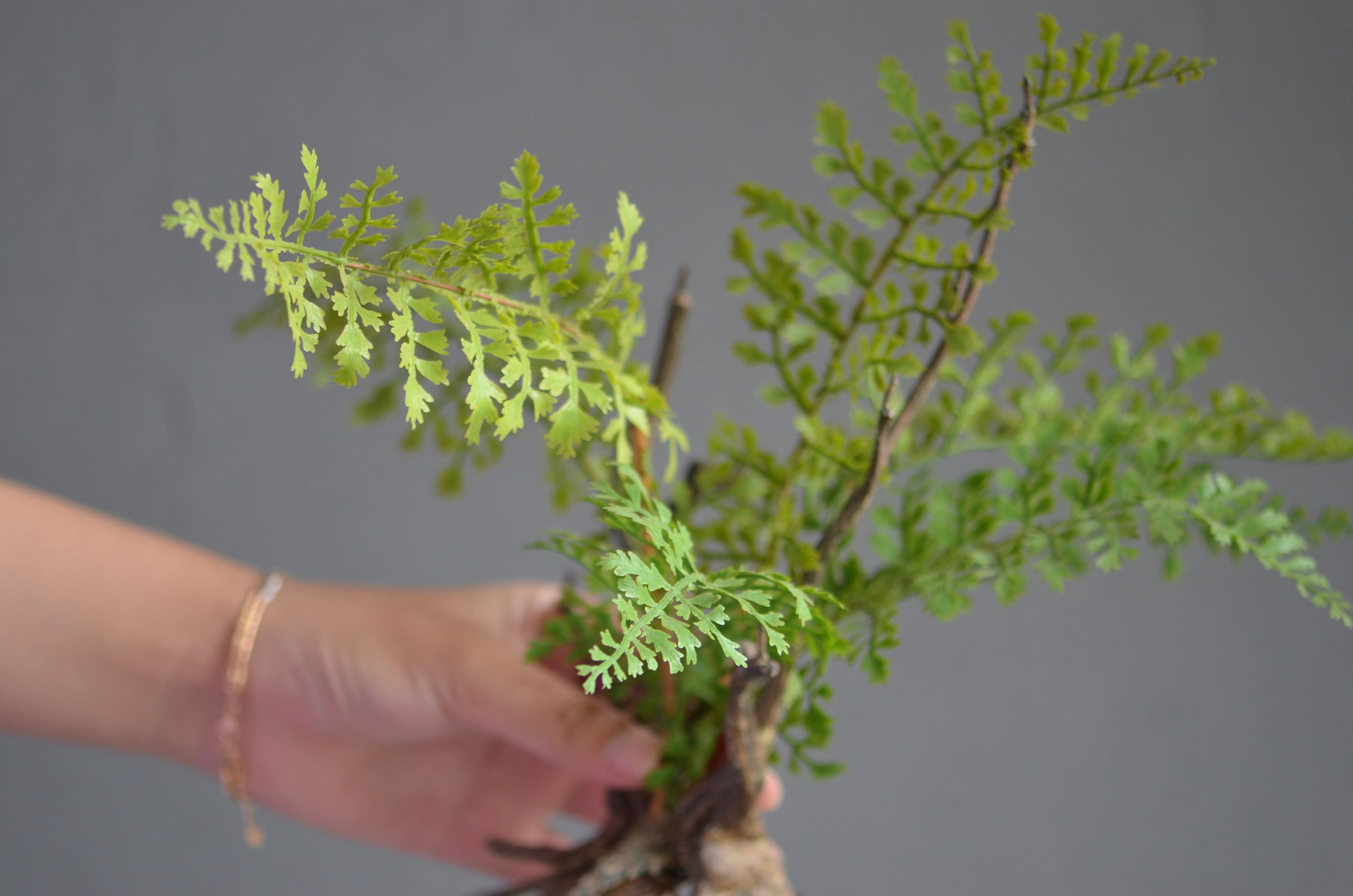 Artificial Ferns, Small Plant With Root, Green Ferns, Fuax Ferns