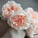 see more listings in the Peony section