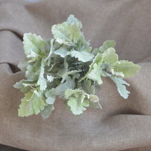 May include: A bunch of light green, fuzzy leaves on a beige fabric background.
