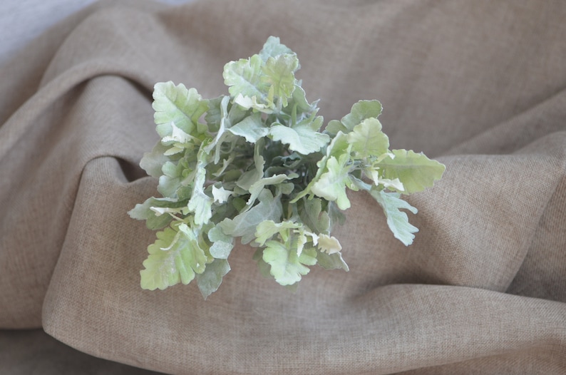May include: A bunch of light green, fuzzy leaves on a beige fabric background.